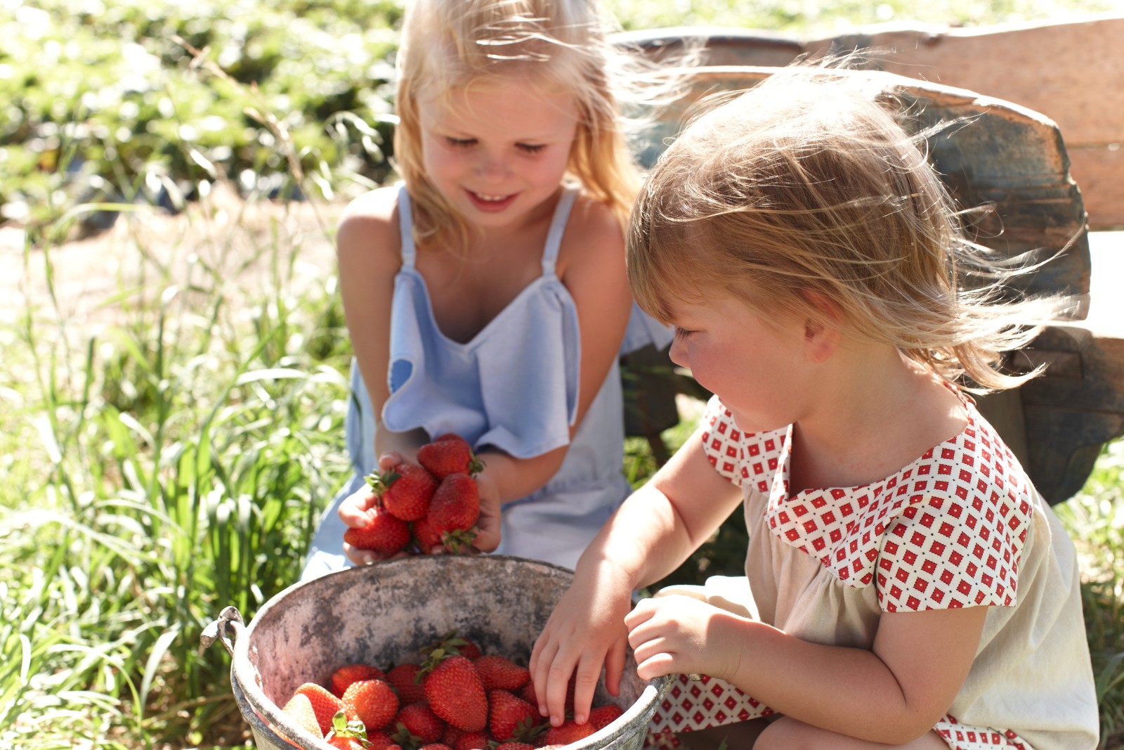 Aus adelaide hills beerenberg farm