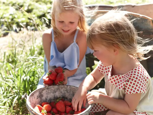 Aus adelaide hills beerenberg farm