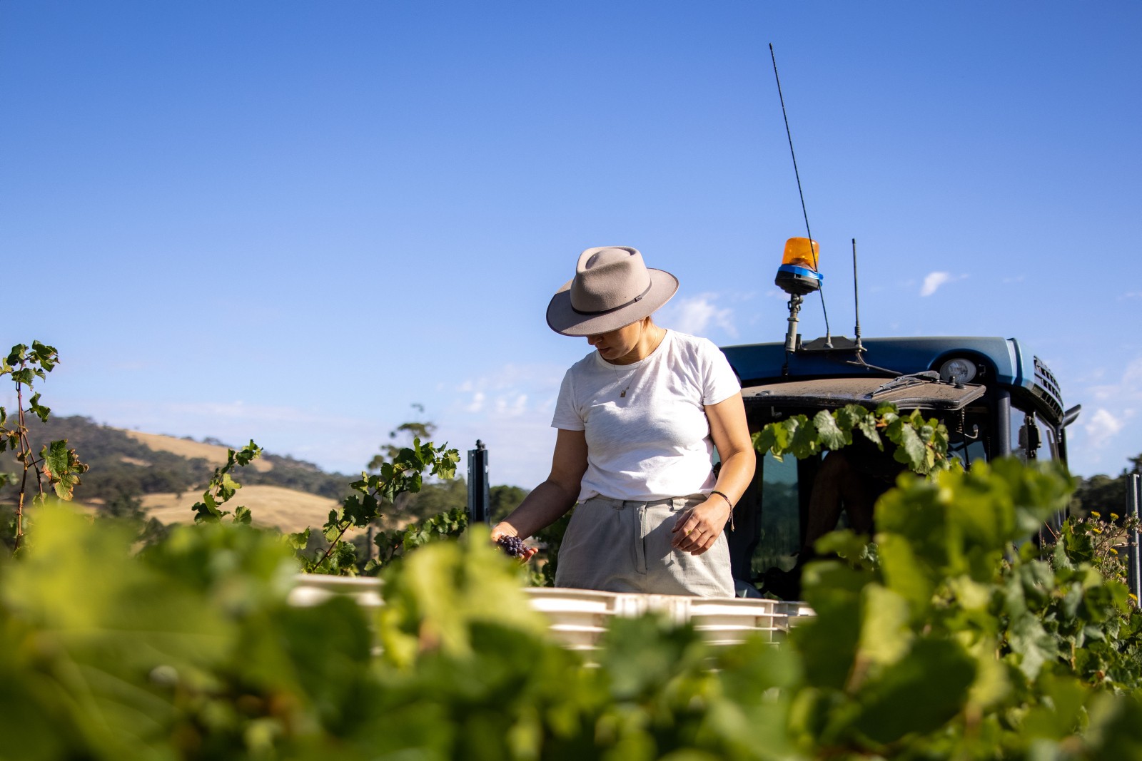 Aus adelaide hills vineyard credit lewis potter