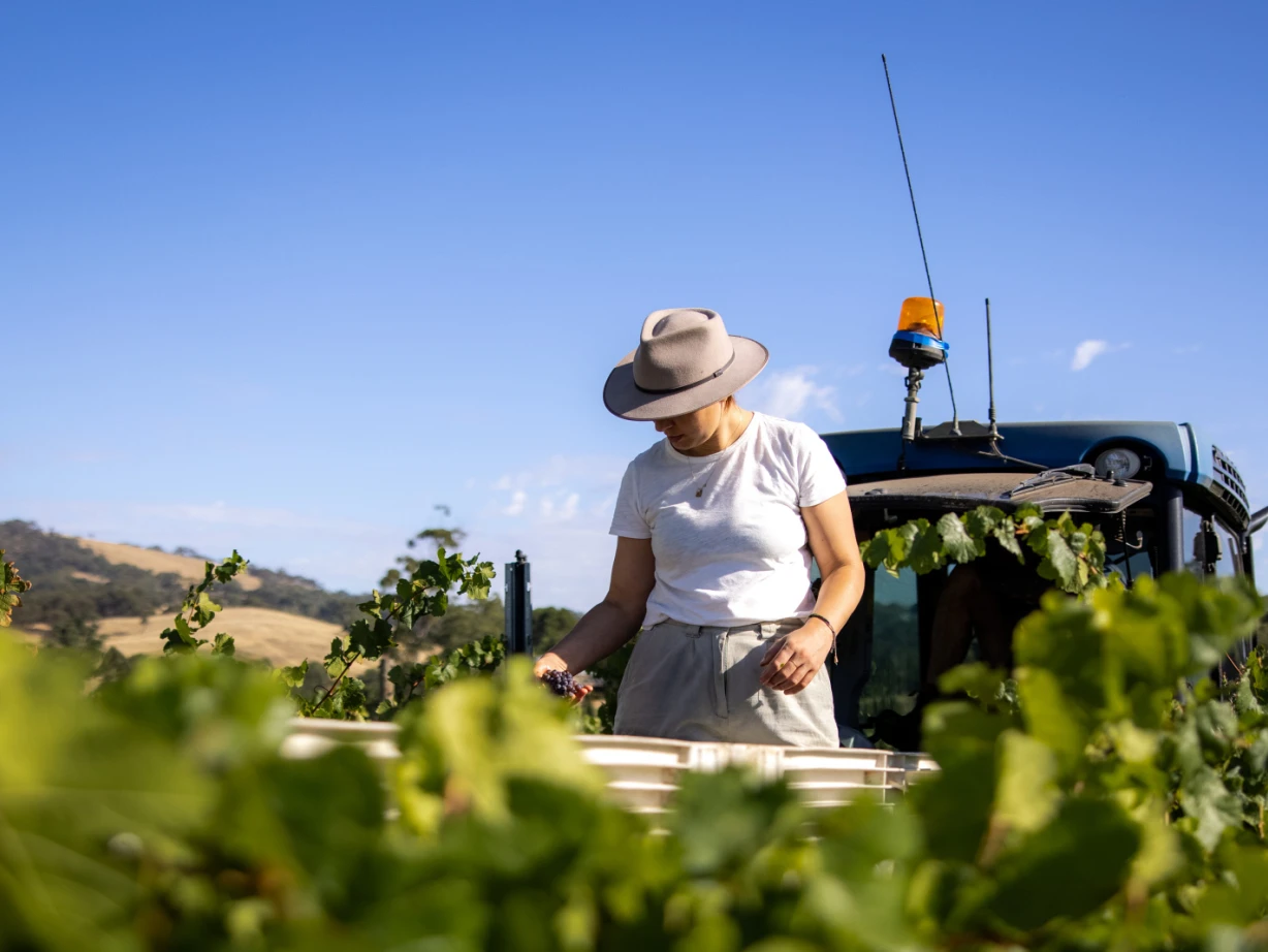 Aus adelaide hills vineyard credit lewis potter