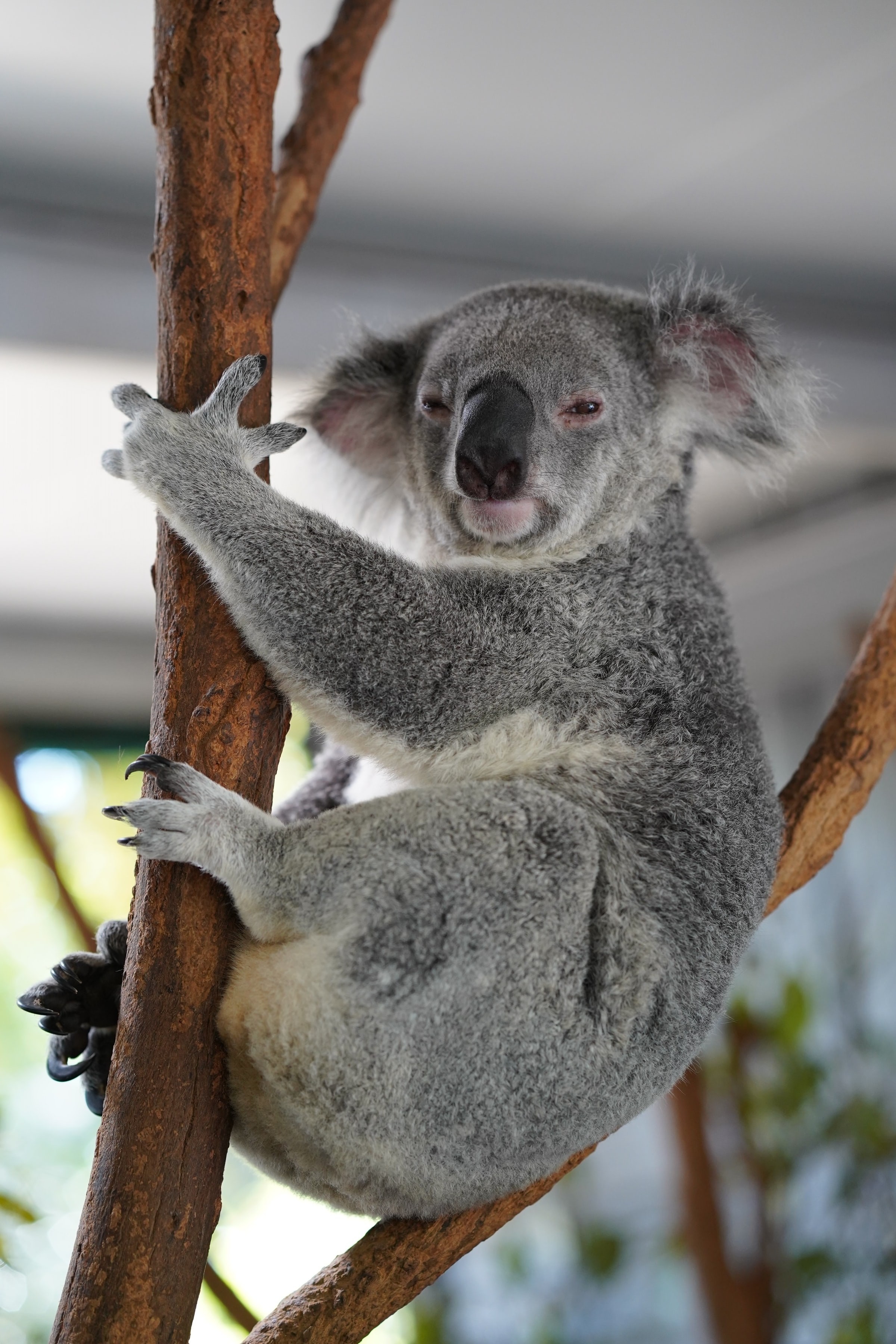 Aus brisbane koala lone pine sanctuary lennart nacke unsplash