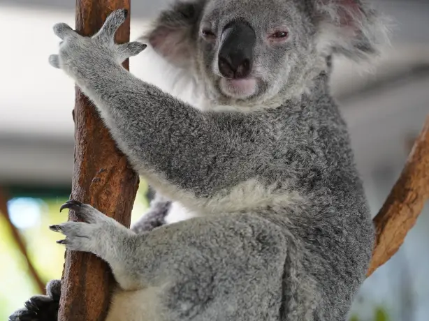 Aus brisbane koala lone pine sanctuary lennart nacke unsplash