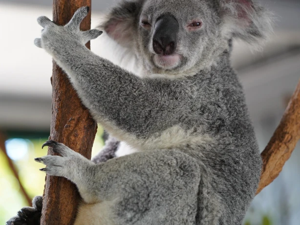 Aus brisbane koala lone pine sanctuary lennart nacke unsplash