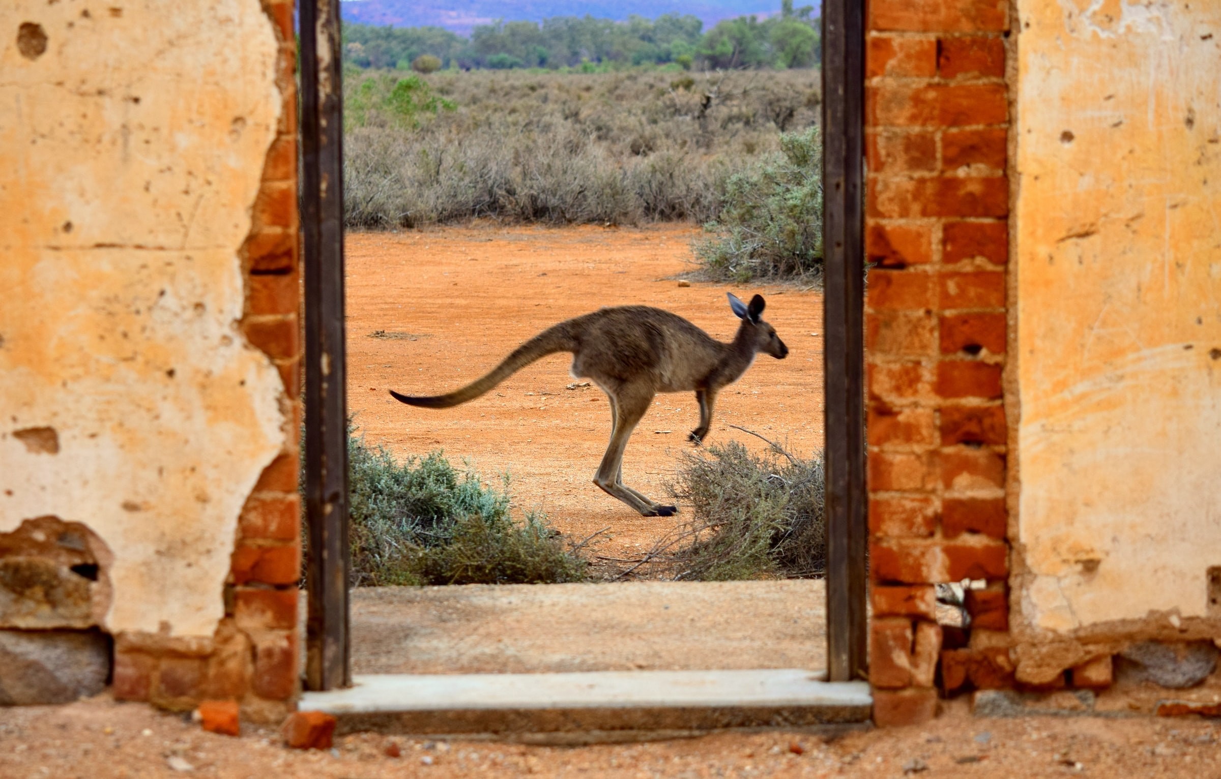 Aus broken hill nsw kangaroo meg jerrard unsplash