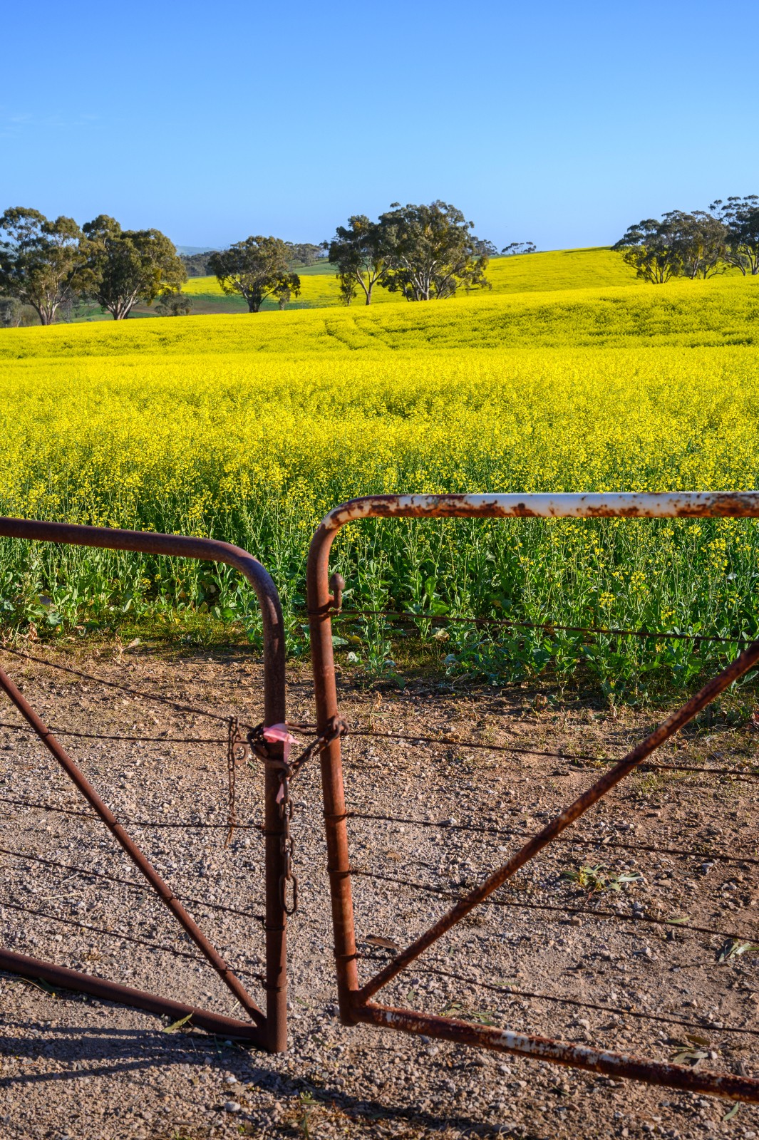 Aus clare valley credit heidi who photos