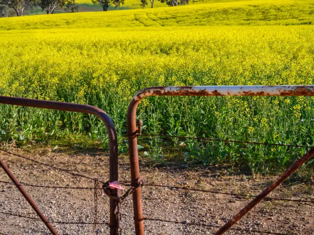 Aus clare valley credit heidi who photos