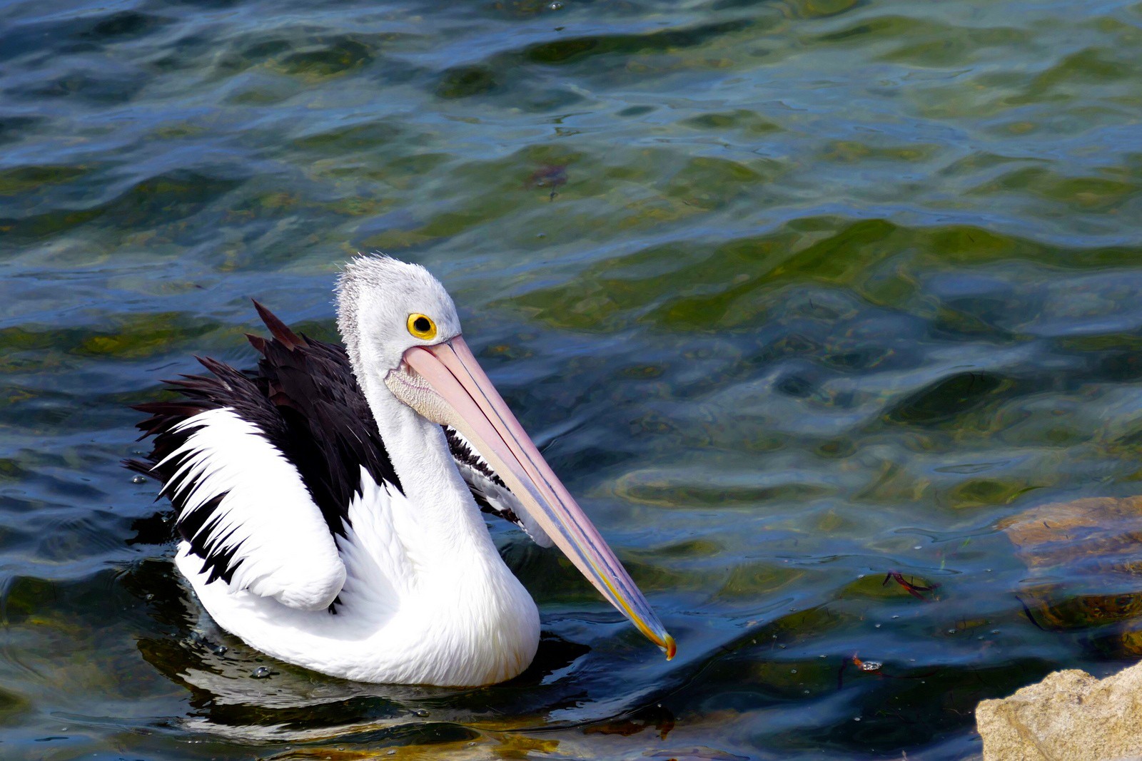 Australien Südaustralien Coorong Pelikan