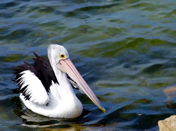 Australien Südaustralien Coorong Pelikan