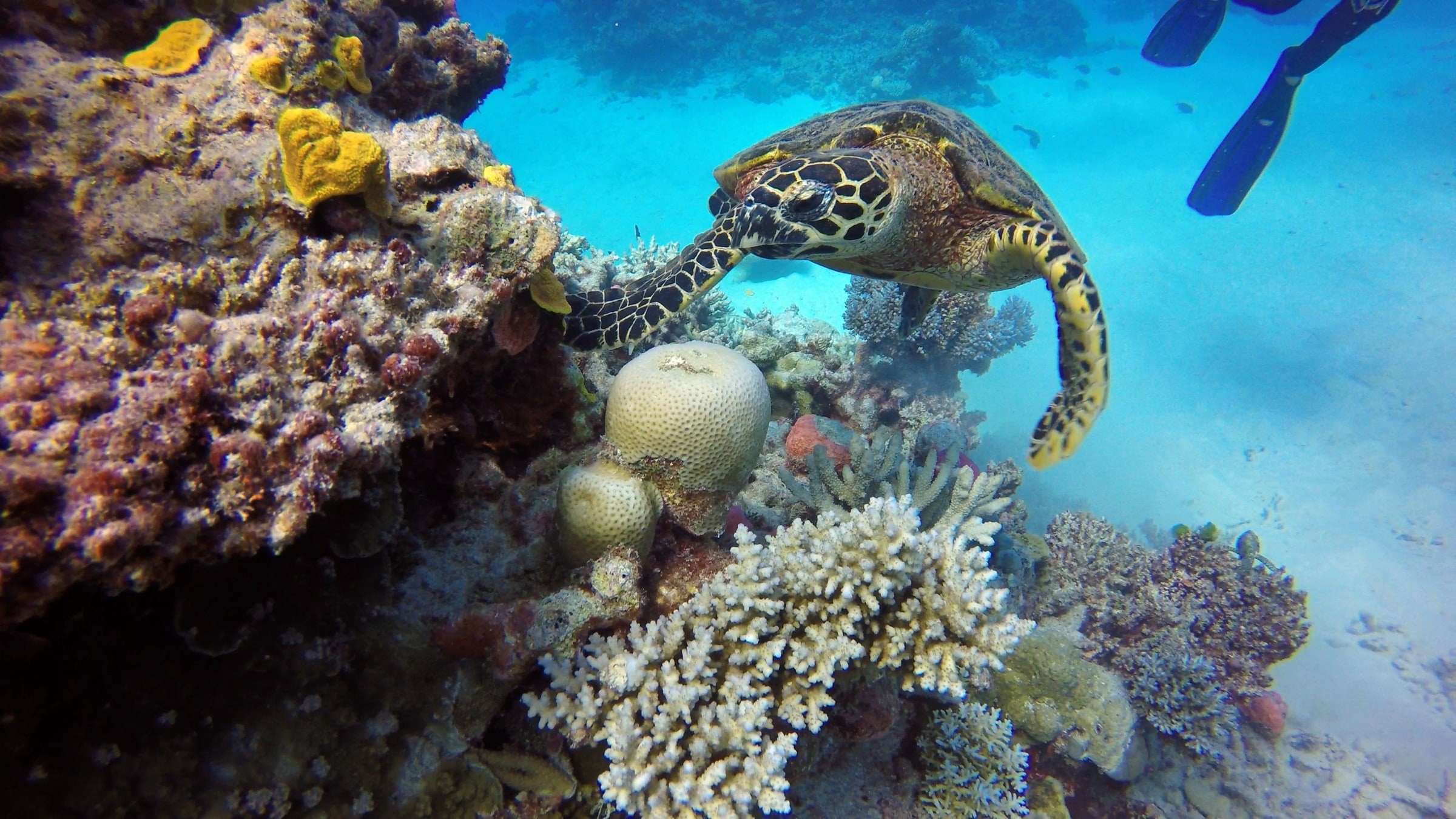 Australien Queensland great barrier reef