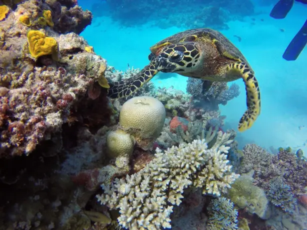 Australien Queensland great barrier reef