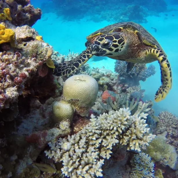 Australien Queensland great barrier reef