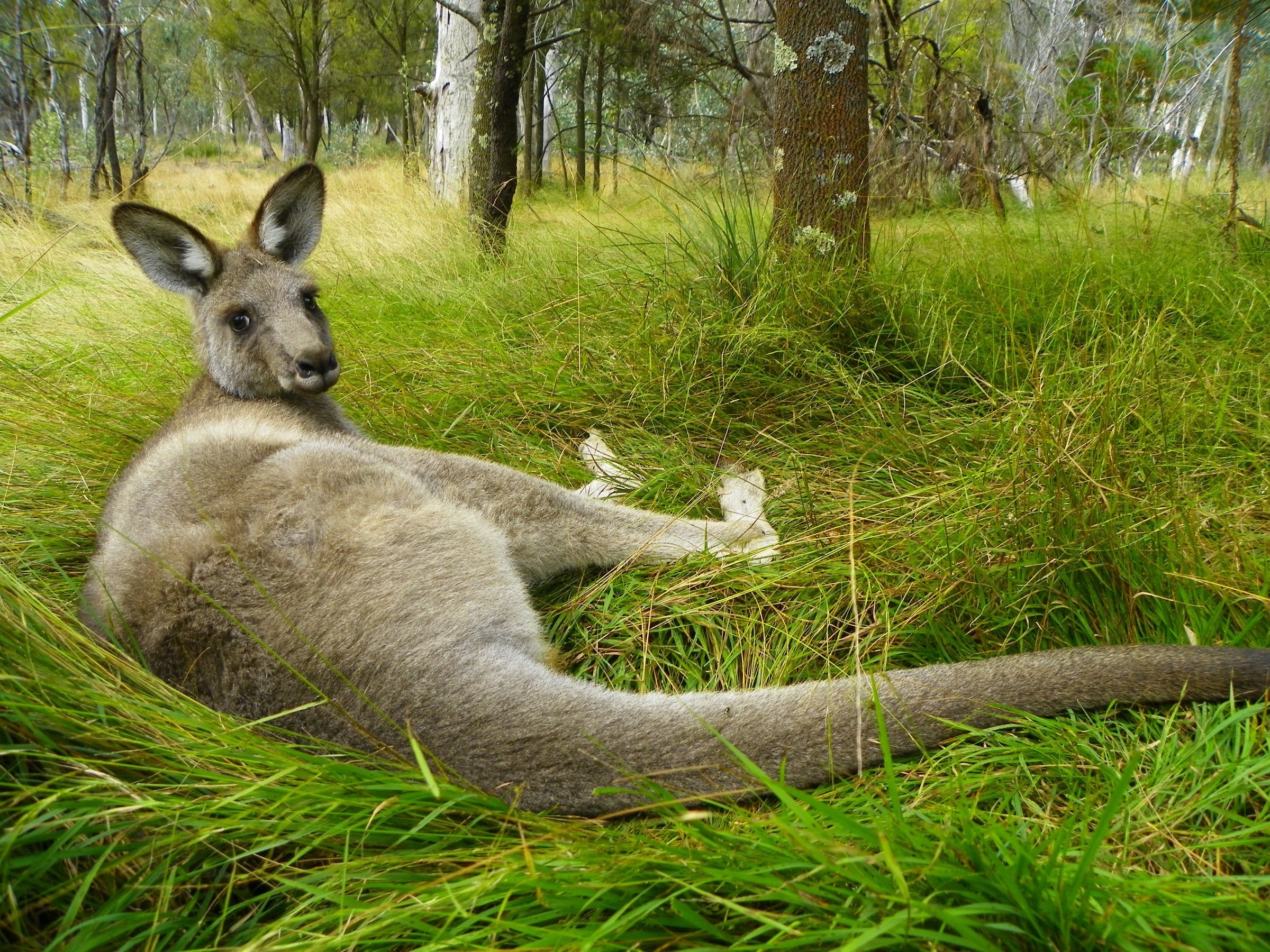 Aus kangaroo meg jerrard unsplash