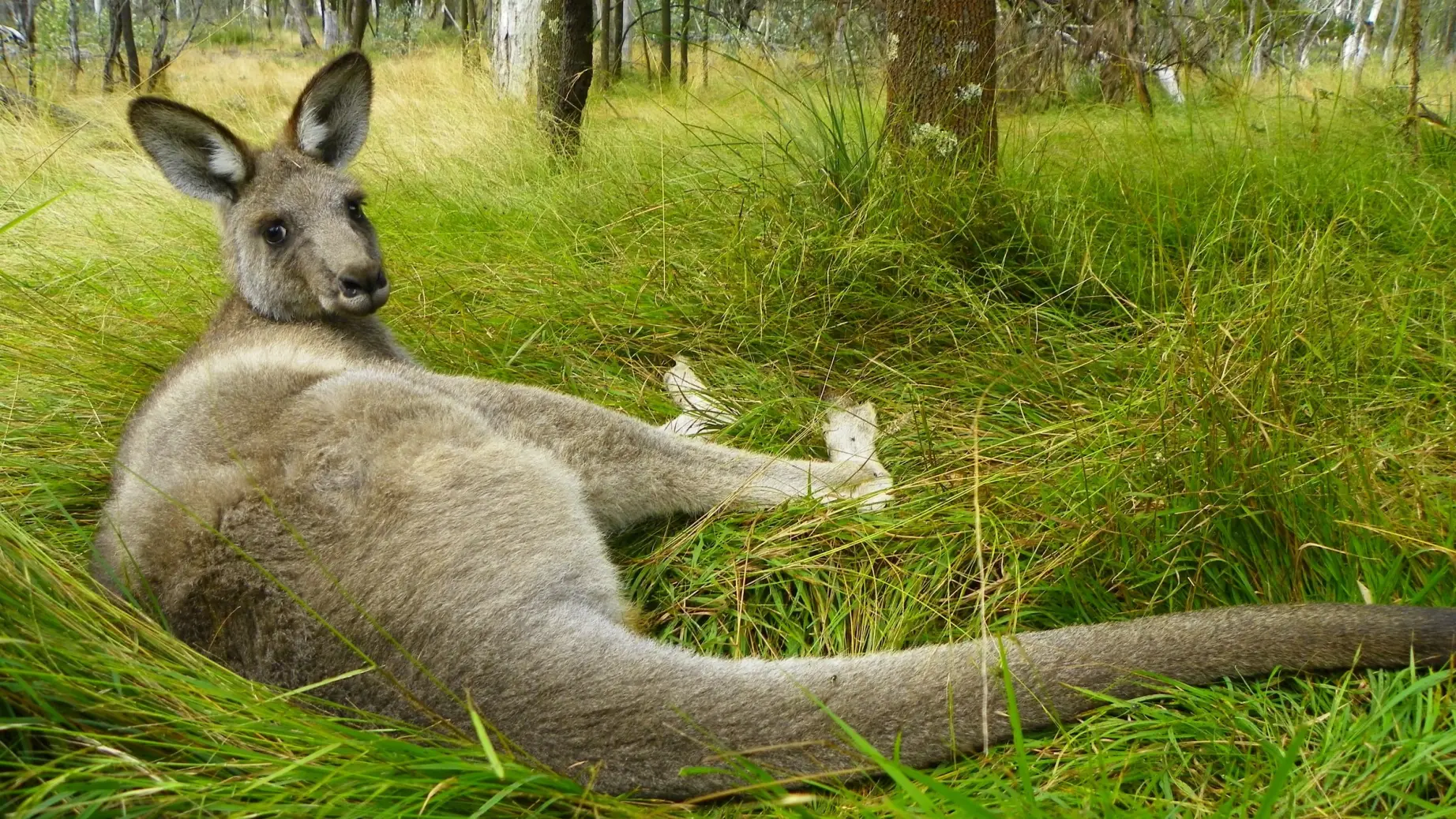 Aus kangaroo meg jerrard unsplash