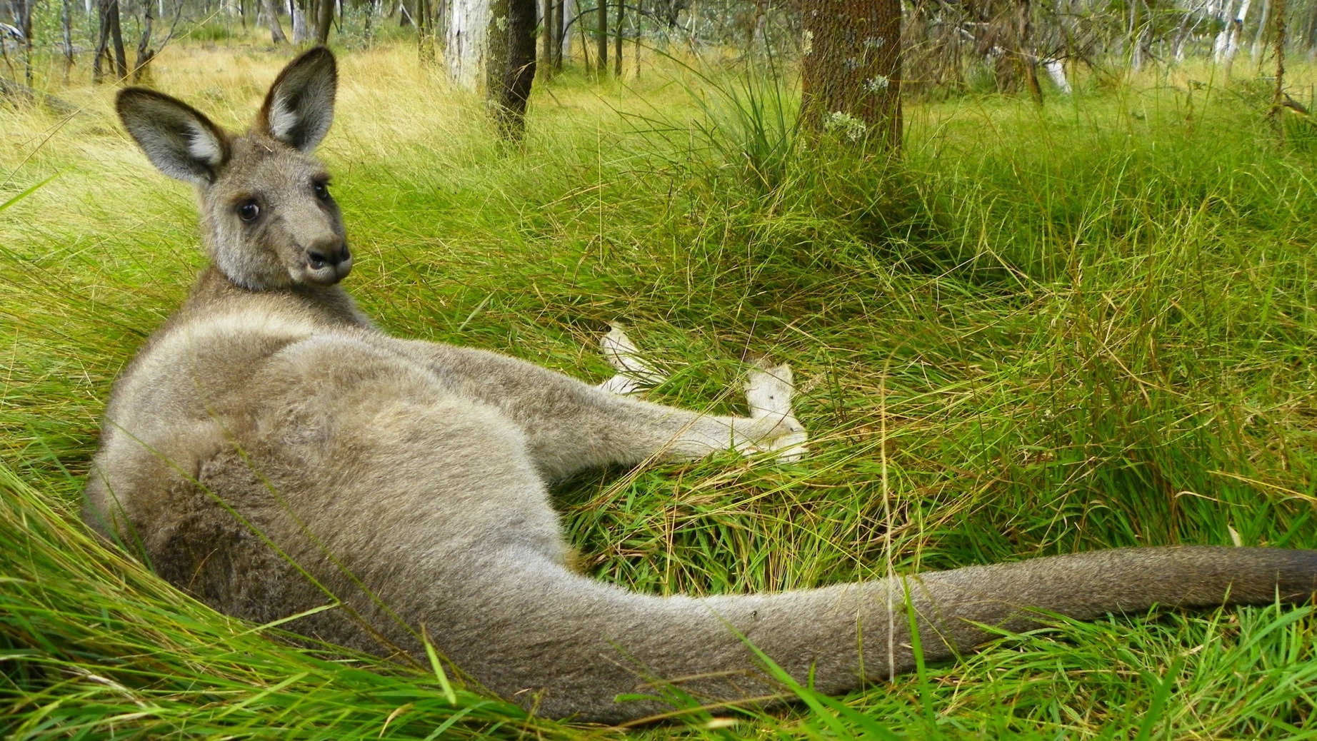 Aus kangaroo meg jerrard unsplash