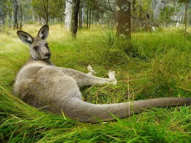 Aus kangaroo meg jerrard unsplash