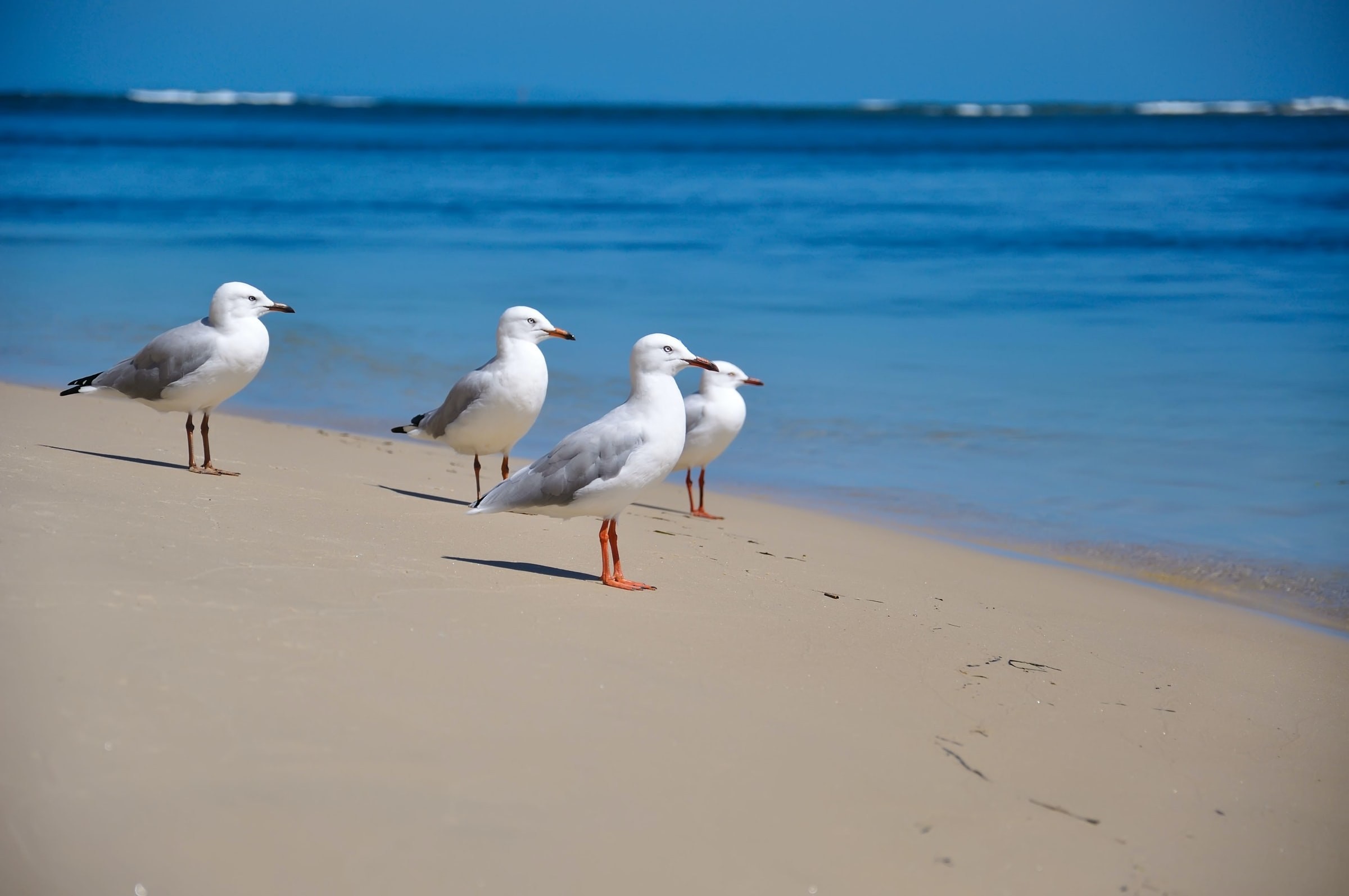 Australien Queensland Möwen sunshine coast