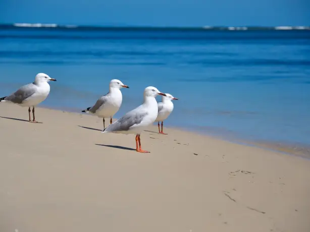 Australien Queensland Möwen sunshine coast