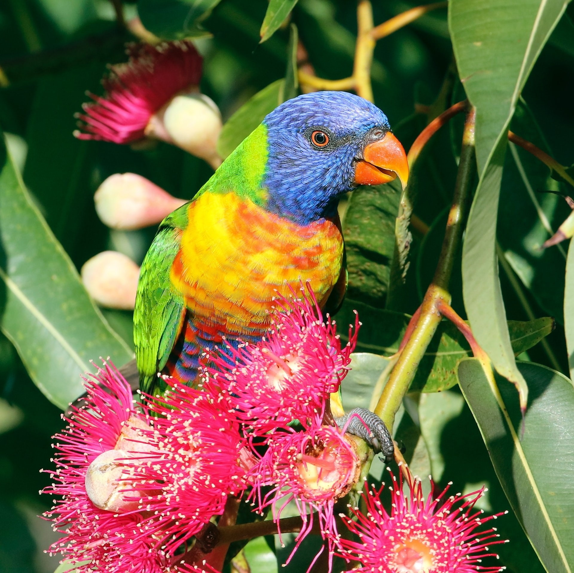 Aus queensland bird lorikeet chris charles unsplash