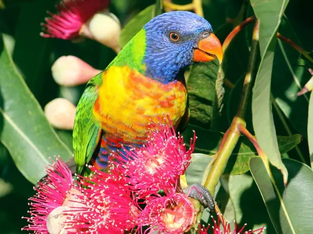 Aus queensland bird lorikeet chris charles unsplash