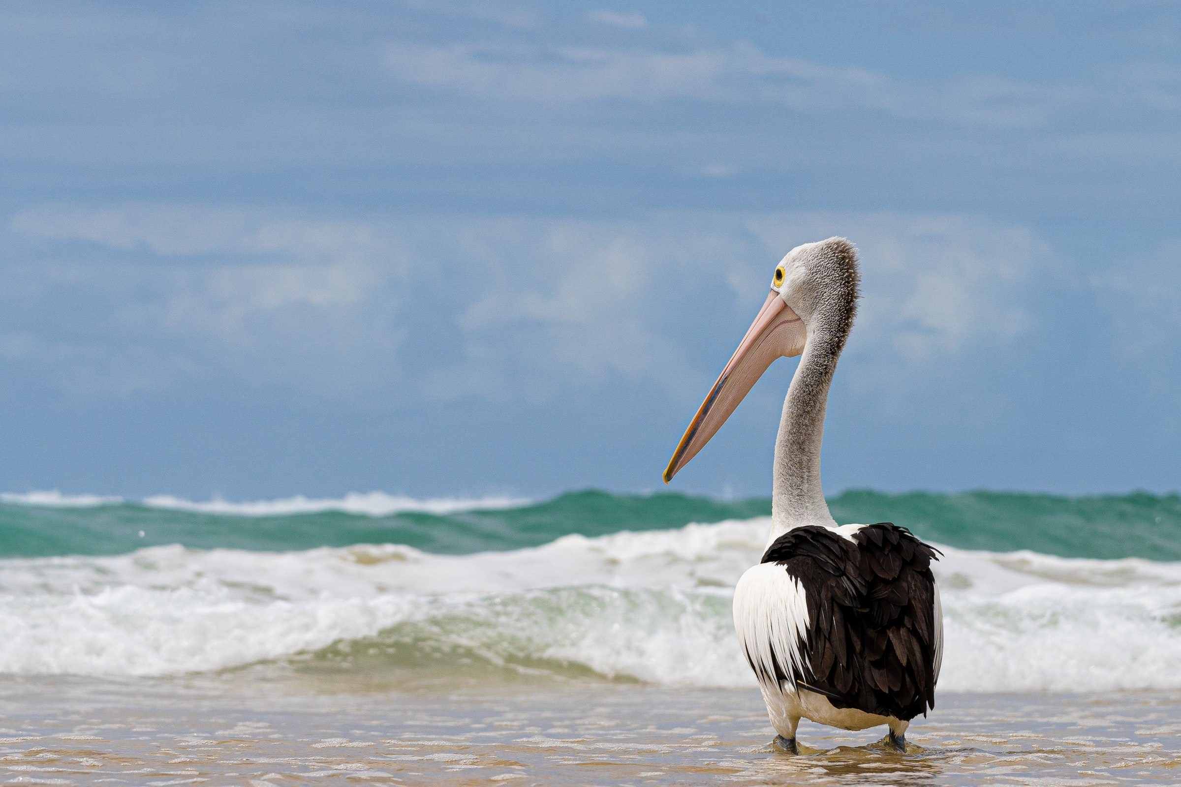 Aus queensland gold coast pelican beach gabriel sepulveda unsplash