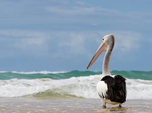 Aus queensland gold coast pelican beach gabriel sepulveda unsplash
