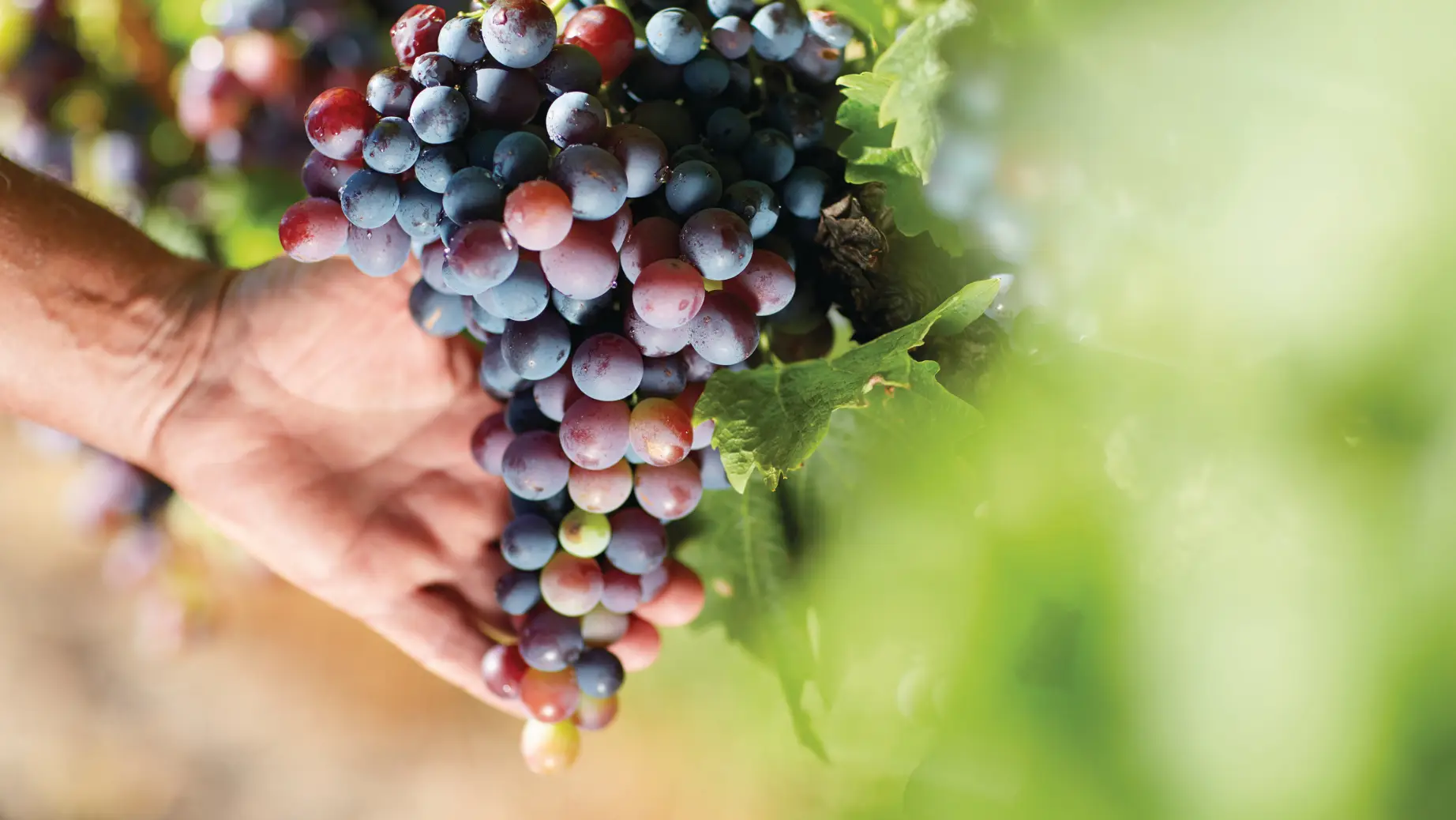 A bunch of grapes in a Queensland Vineyard