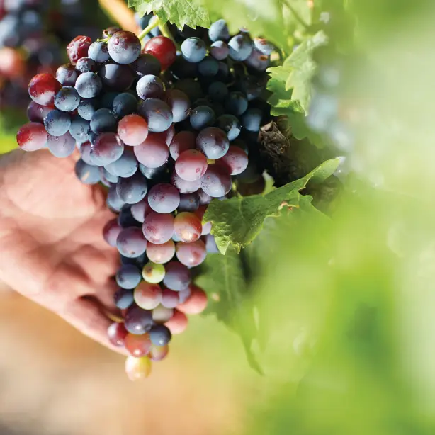 A bunch of grapes in a Queensland Vineyard
