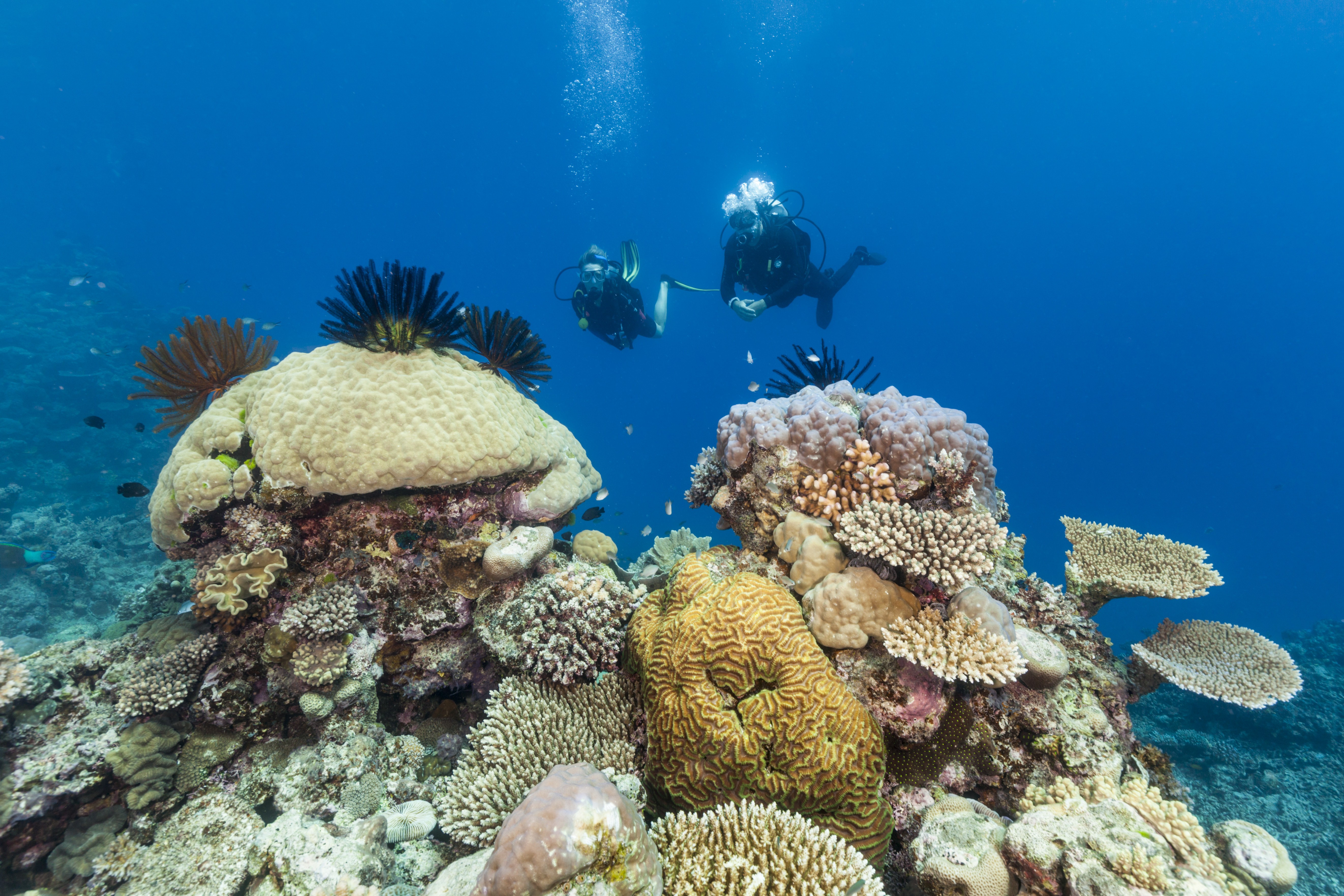 Zwei Taucher beim Tauchgang vor einer Koralle im Great Barrier Reef