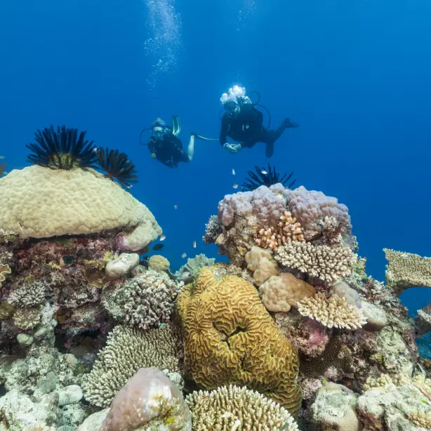 Zwei Taucher beim Tauchgang vor einer Koralle im Great Barrier Reef