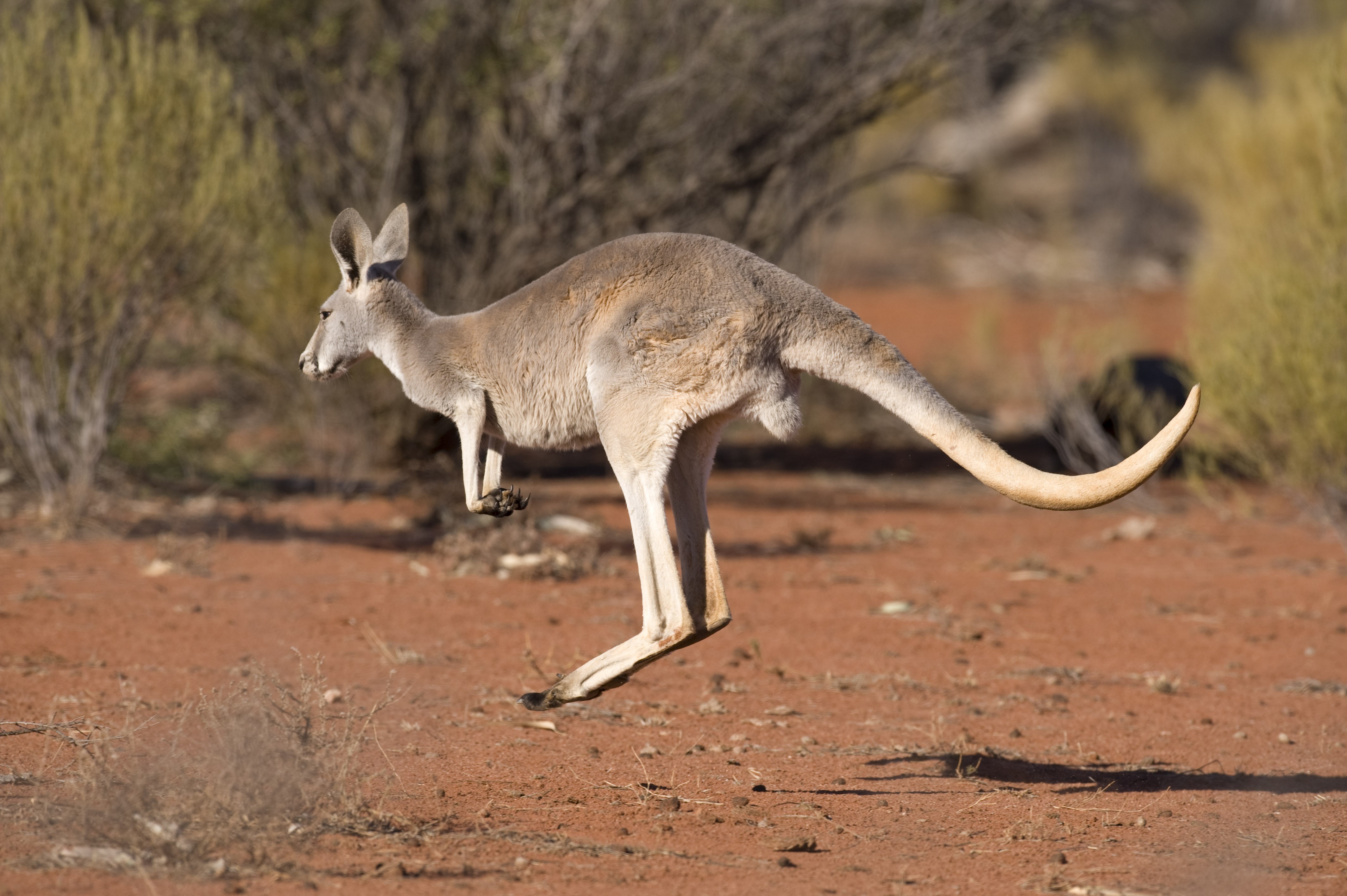 Aus queensland kangaroo outback i Stock