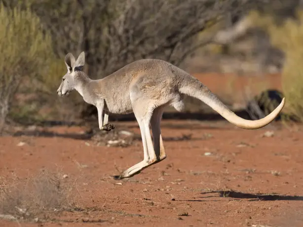 Aus queensland kangaroo outback i Stock