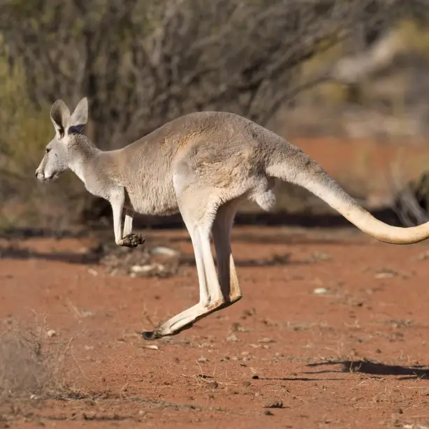 Aus queensland kangaroo outback i Stock