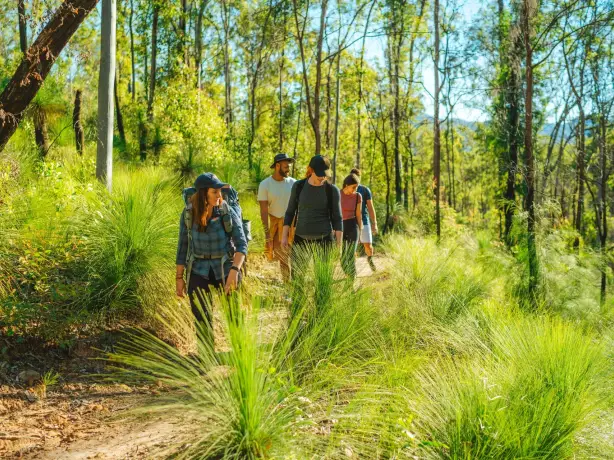 Gruppe von Menschen wandern durch grünen Wald in Australien