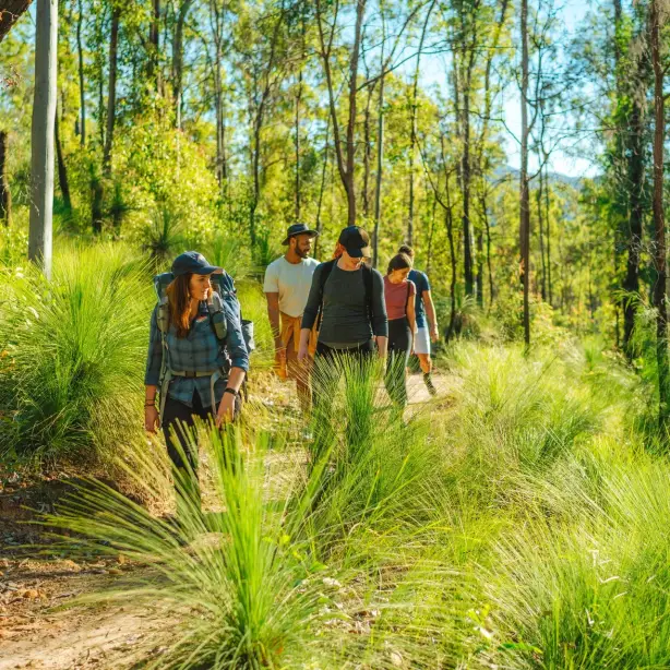 Groep mensen wandelen door groen bos in Australië