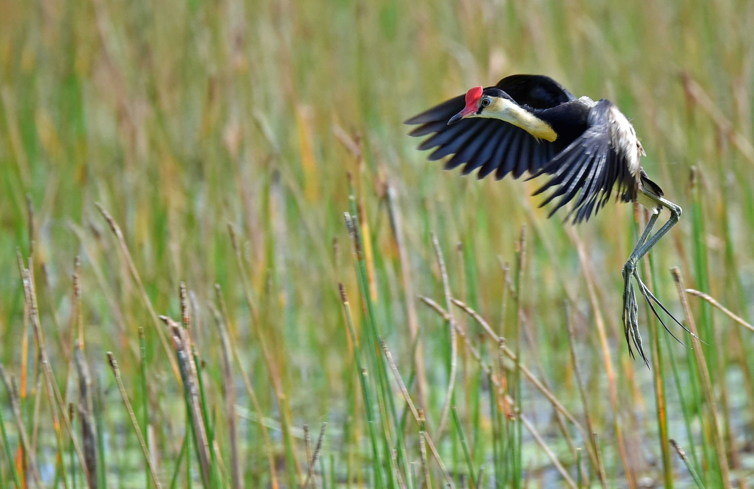 Australien Queensland mareeba wetlands Vogel