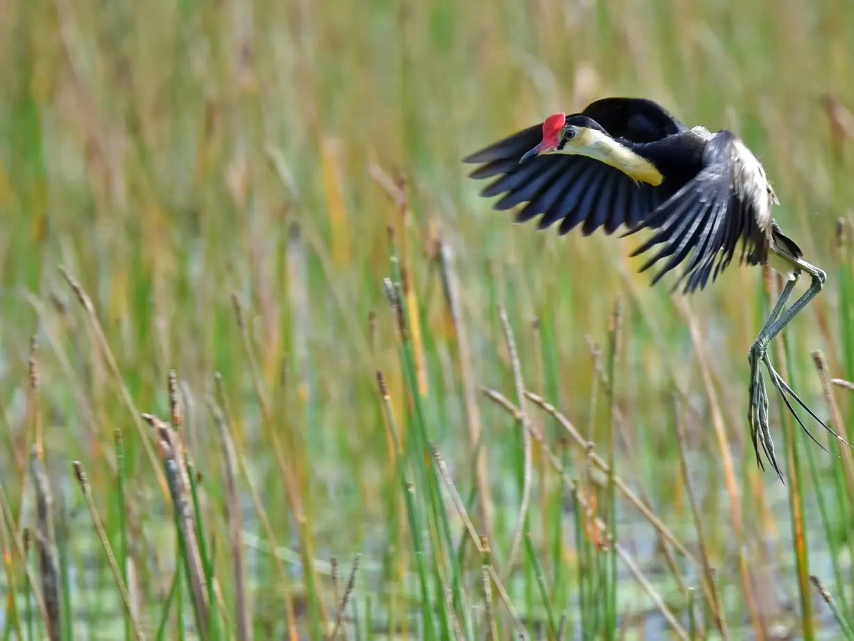 Australien Queensland mareeba wetlands Vogel
