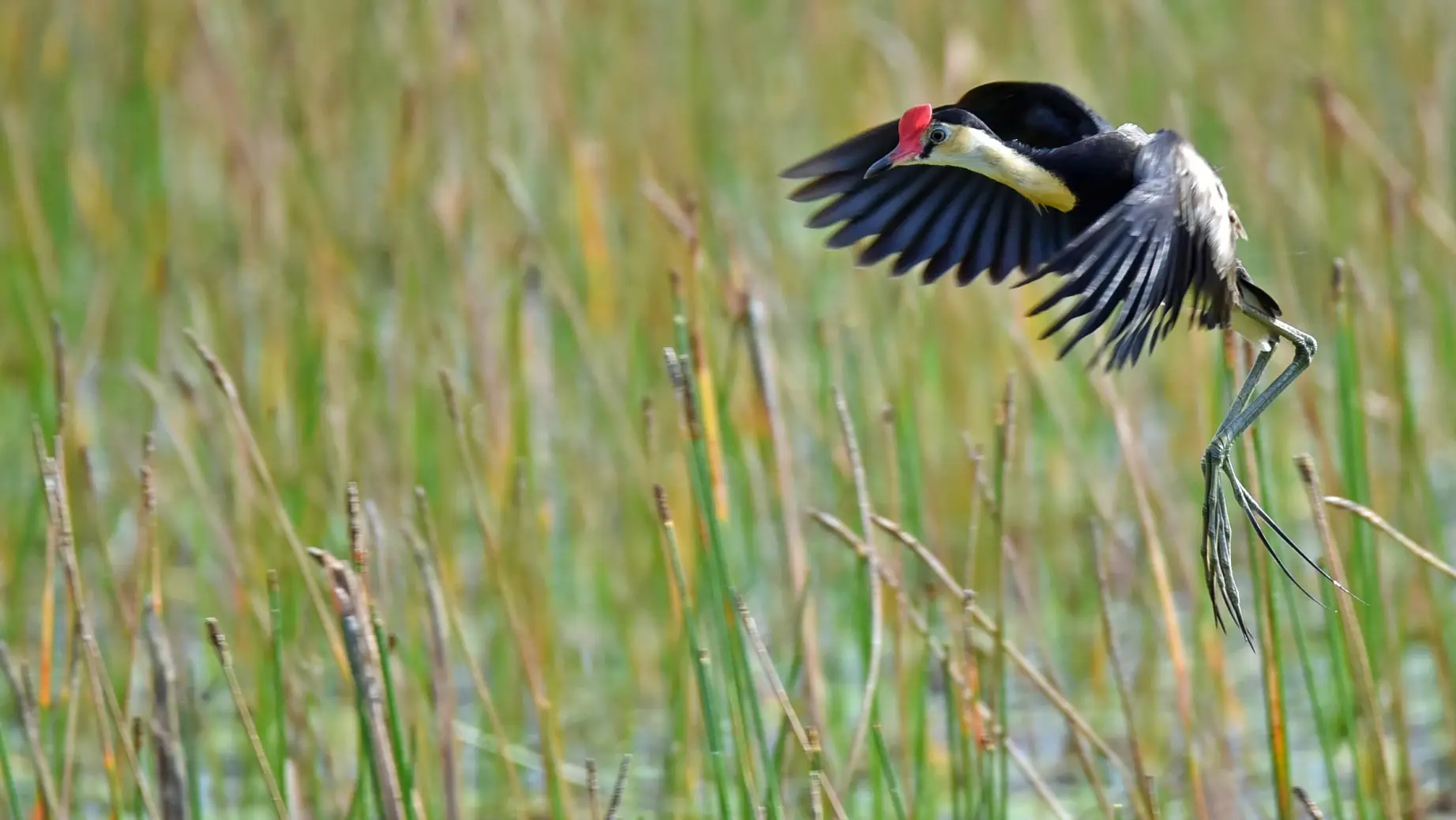 Australien Queensland mareeba wetlands Vogel