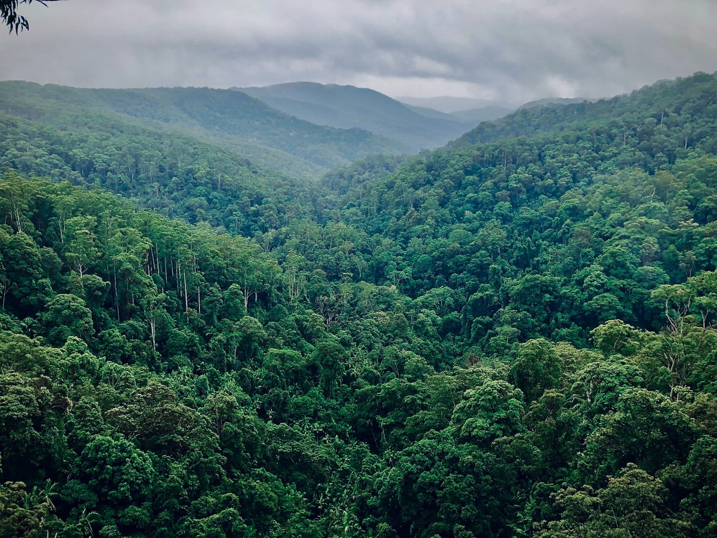 Aus queensland springbrook national park waren brasse unsplash