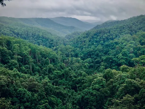 Aus queensland springbrook national park waren brasse unsplash