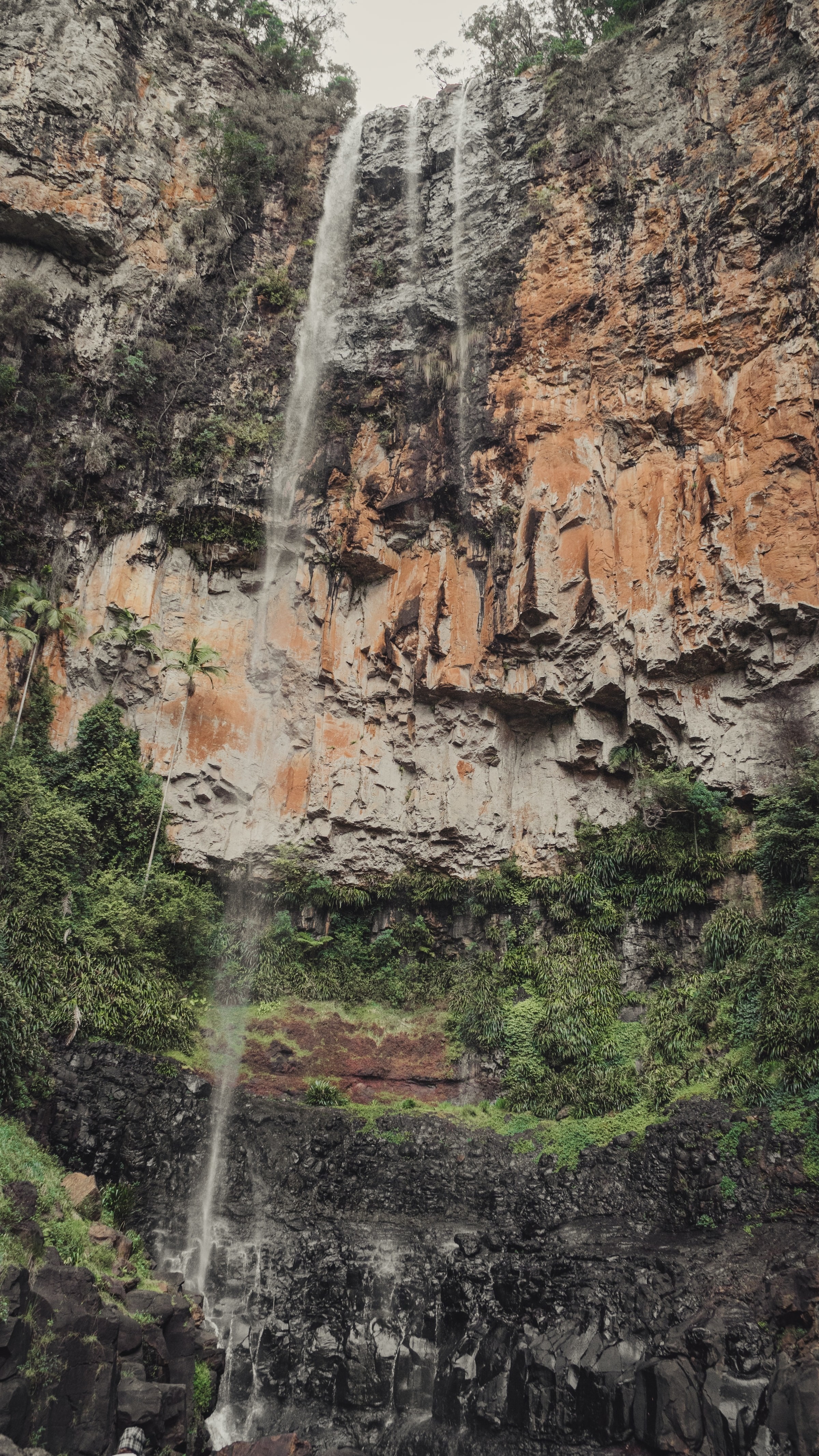 Aus queensland springbrook national park
