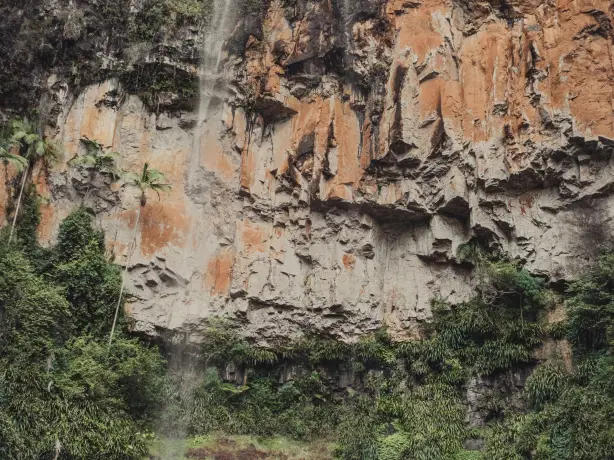 Aus queensland springbrook national park