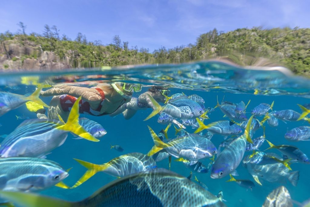 Aus queensland reef snorkelling fish