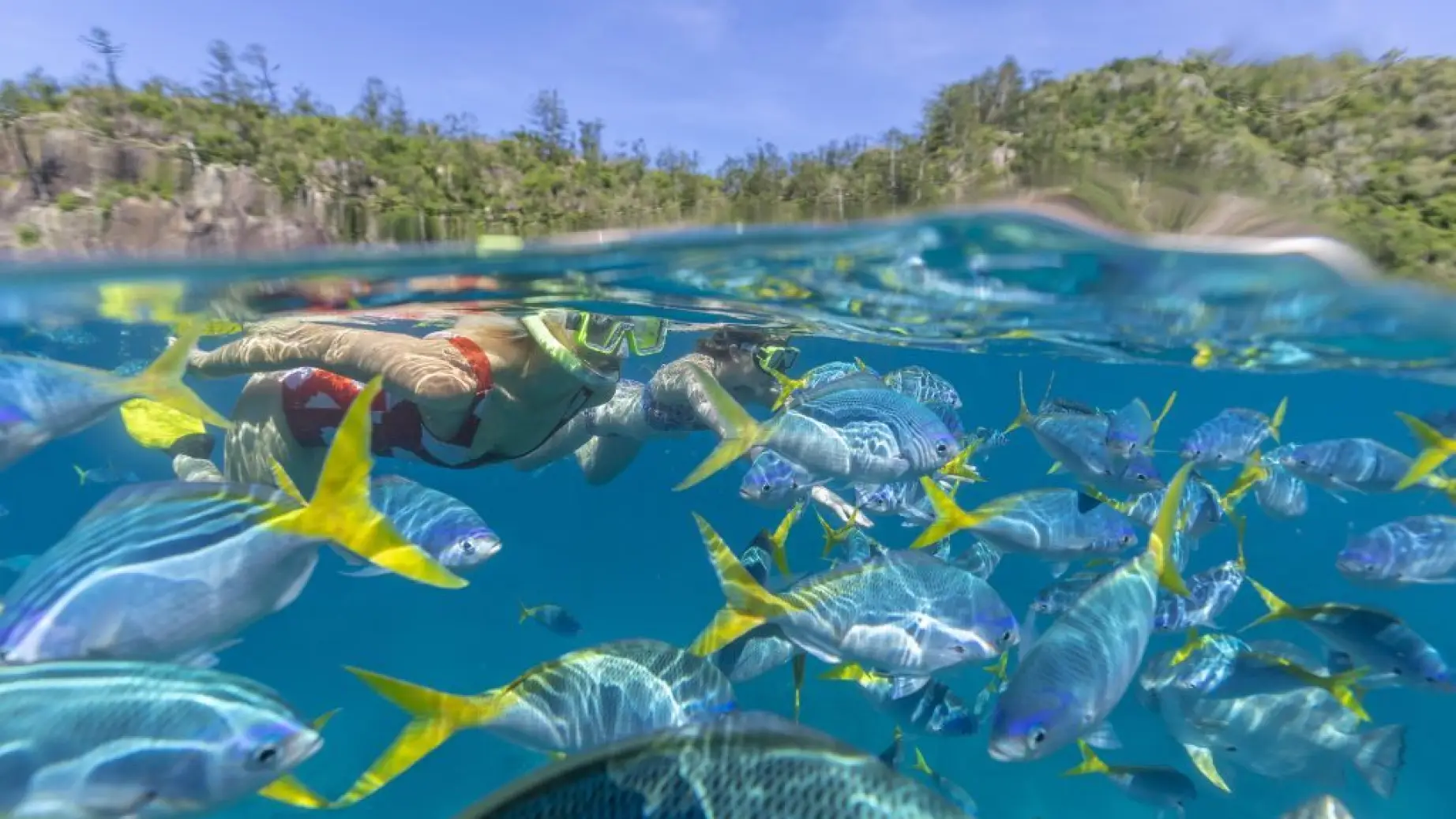 Aus queensland reef snorkelling fish