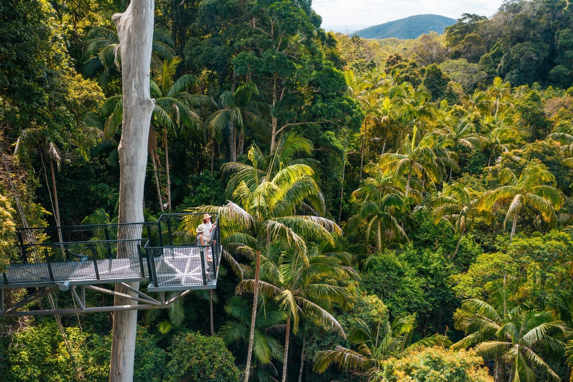 Australien Queensland tamborine skywalk