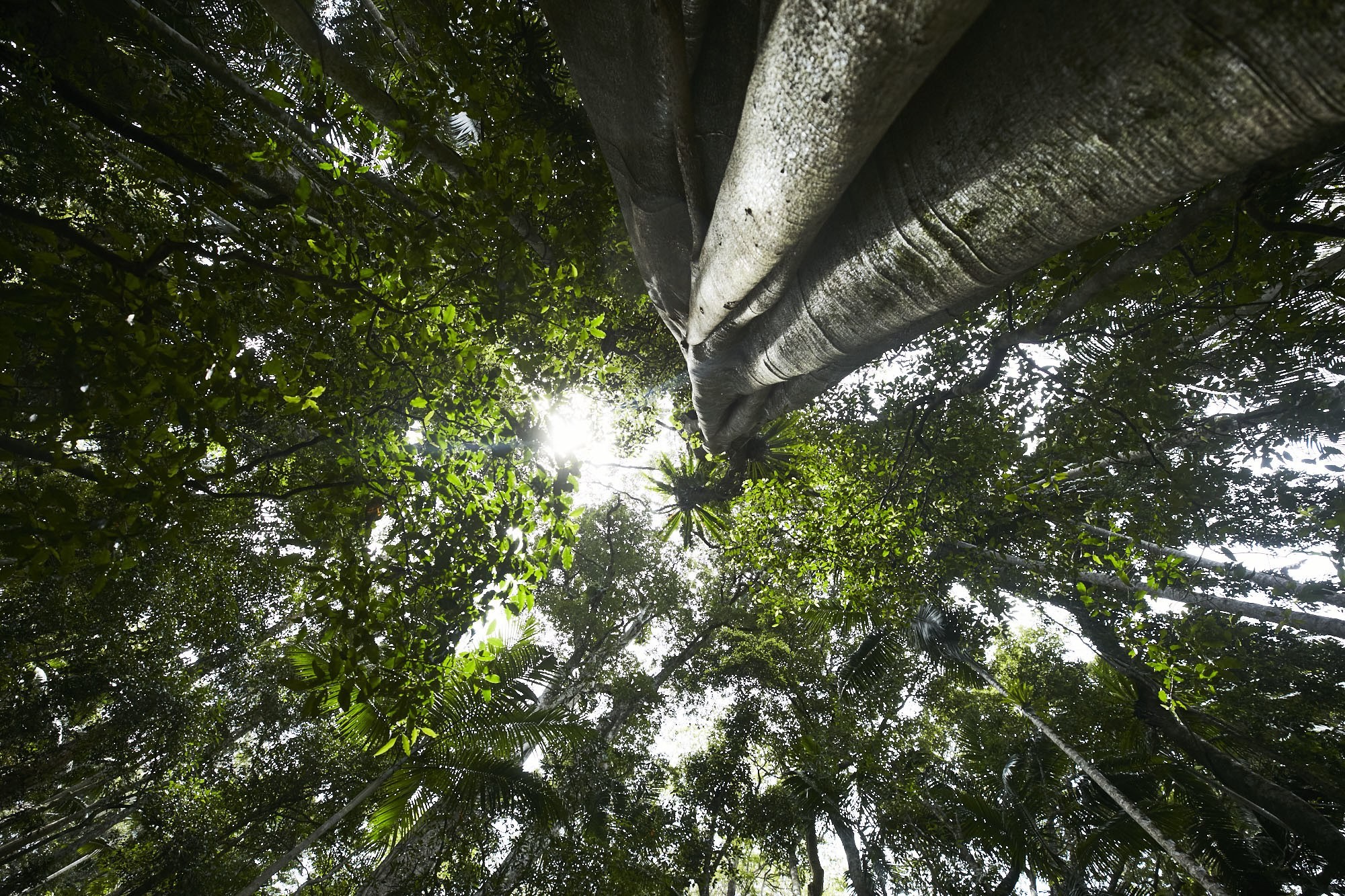 Aus queensland tamborine trees credit Tourism and Events Queensland