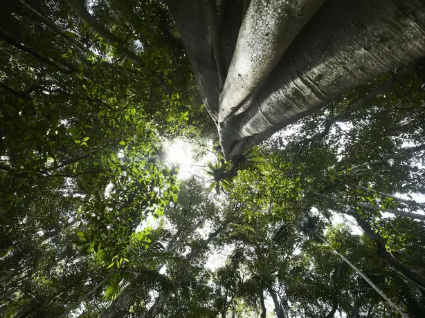 Aus queensland tamborine trees credit Tourism and Events Queensland