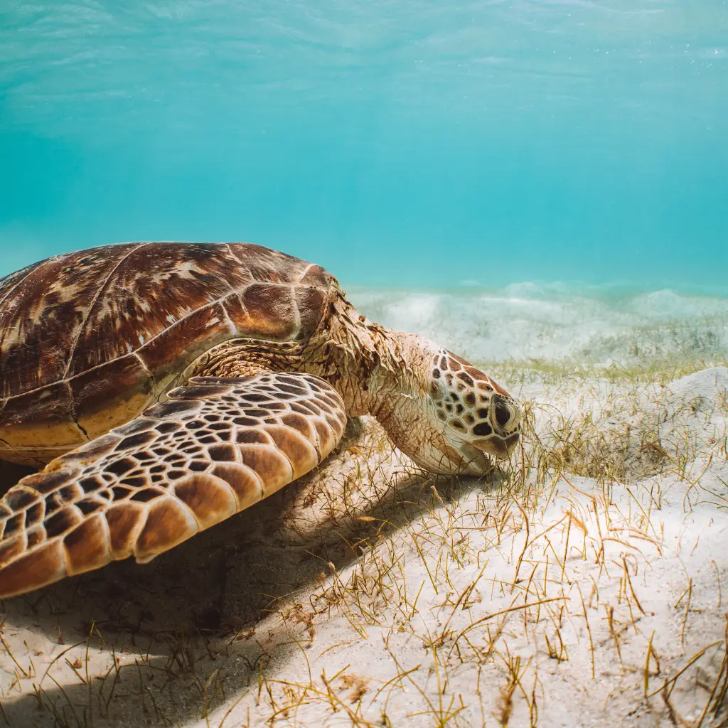 Aus queensland turtle great barrier reef