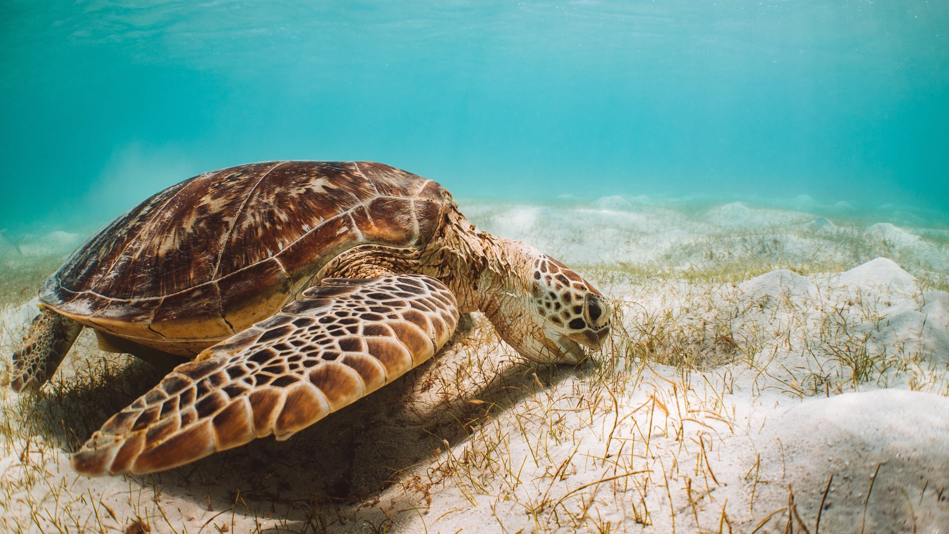 Aus queensland turtle great barrier reef