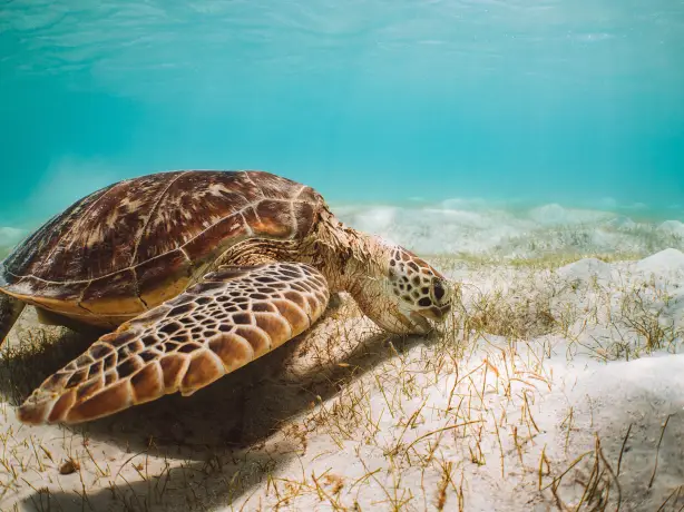 Aus queensland turtle great barrier reef