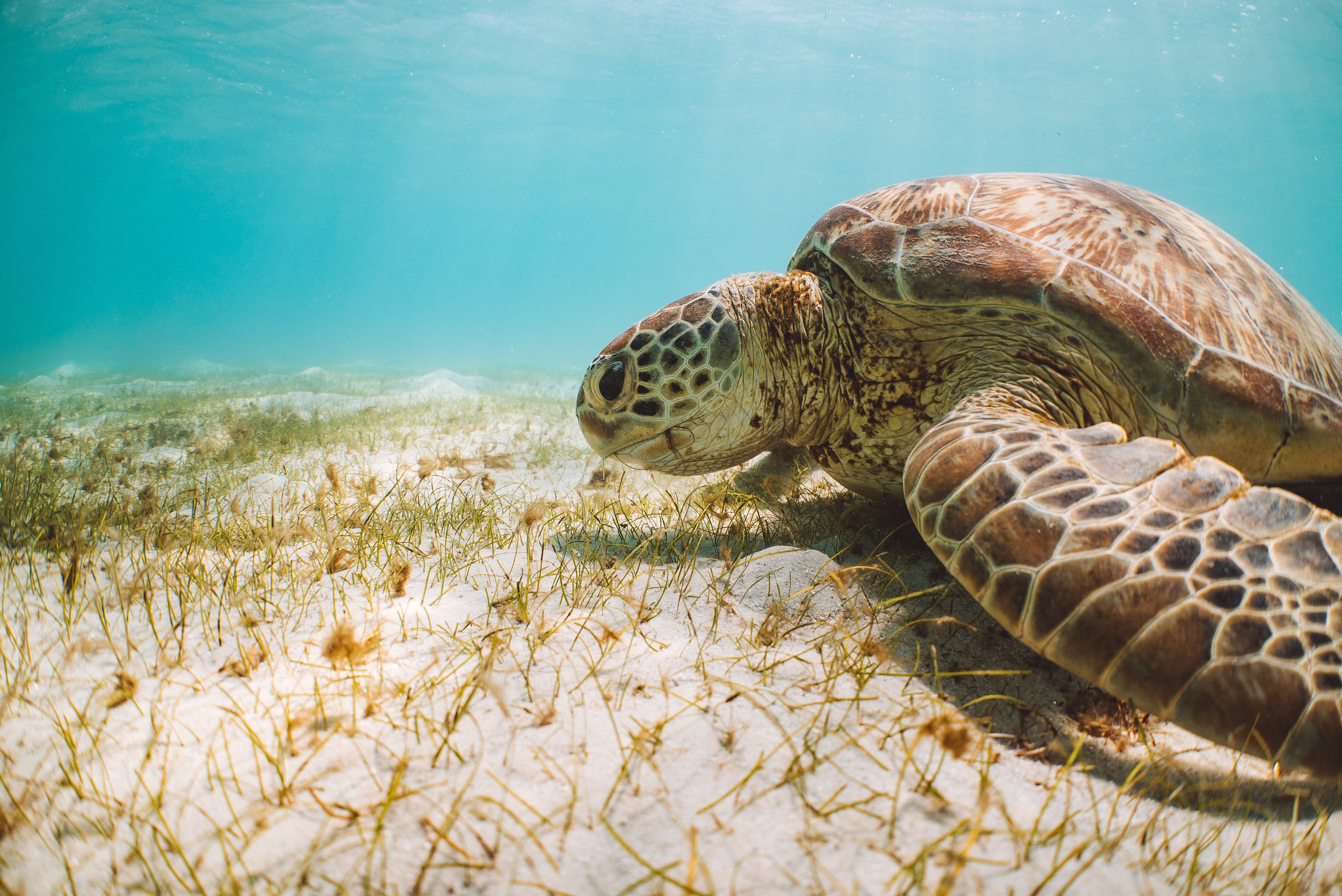 Een groene schildpad op het zand onder water in het Great Barrier Reef, Australië
